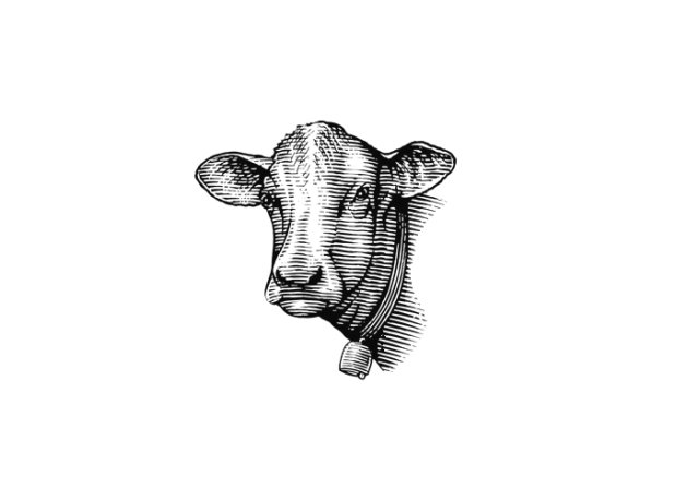 cow 4
